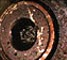 Video endoscopes: Image taken by a camera attached to a endoscope