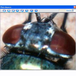 In this picture you can see the head of an insect  taken by the microscope USB PCE-MM 200.