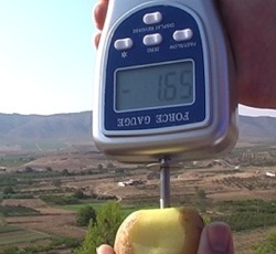 PCE-PTR 200 penetrometer: measuring the firmness of a potato
