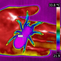 Thermal Imaging Cameras in the field of biology