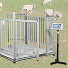 livestock scales overview