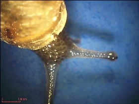 A snail under the PCE-MM 140 microscope, the scale can be seen at the lower portion.