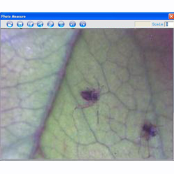 In this picture you can see the aphid on the leaf of a plant taken with a Microscope USB PCE-MM 200.