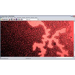 PCE-TM 2000 laboratory microscope: Here is a colour image at a magnification of 200x.