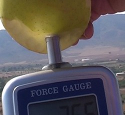 PCE-PTR 200 penetrometer: measuring the firmness of an apple